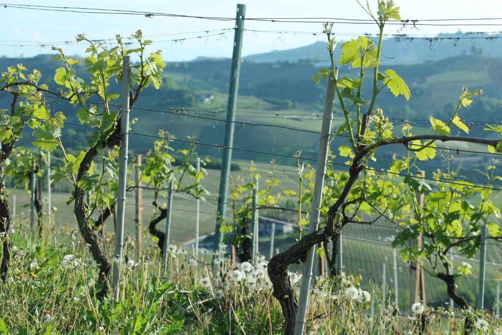 Agriturismo Il Bricco Treiso Exterior foto